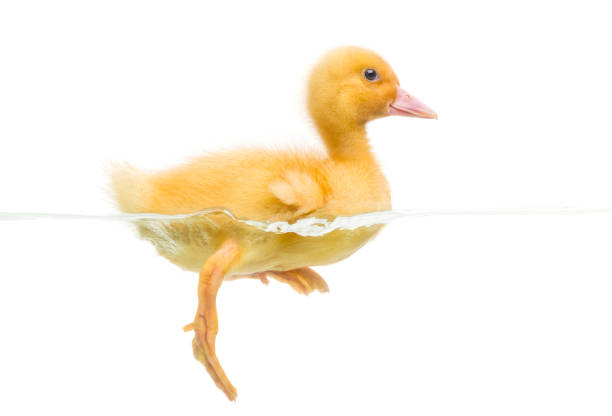istock Duckling (7 days old) swimming, isolated on white 1068752776