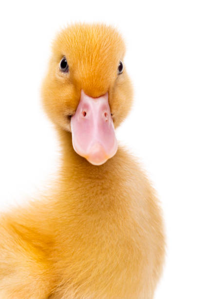 istock Close-up of a Duckling (7 days old) isolated on white 1068752860