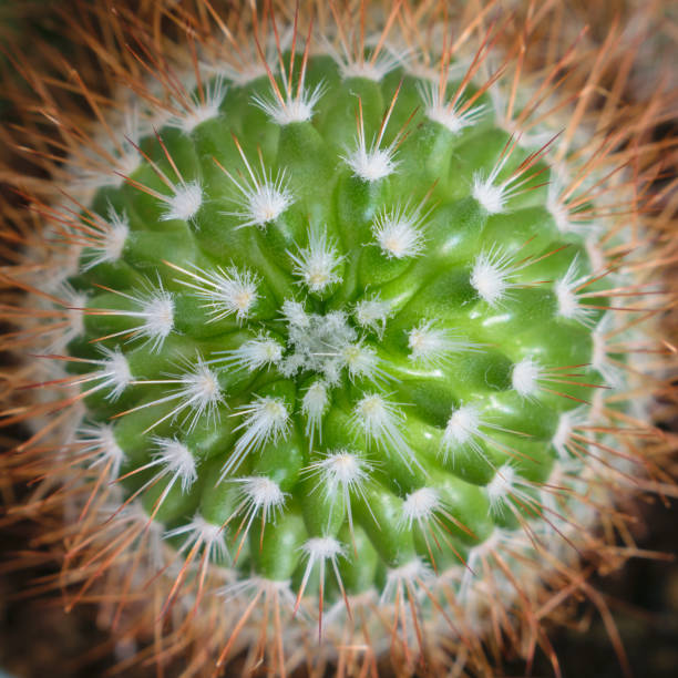 istock Top view cactus detail, macro 1068752918