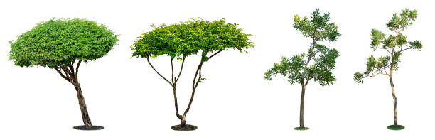 istock Tree isolated on white background. Beautiful and robust trees are growing in the forest, garden or park. 1068755656
