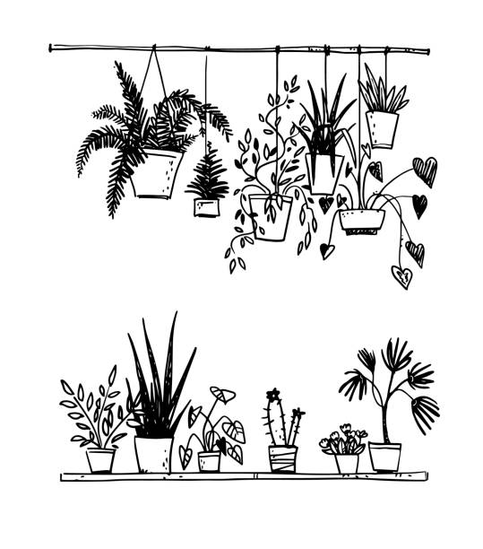 Set of potted house plants, vector sketch Set of potted house plants, vector sketch chlorophytum comosum stock illustrations