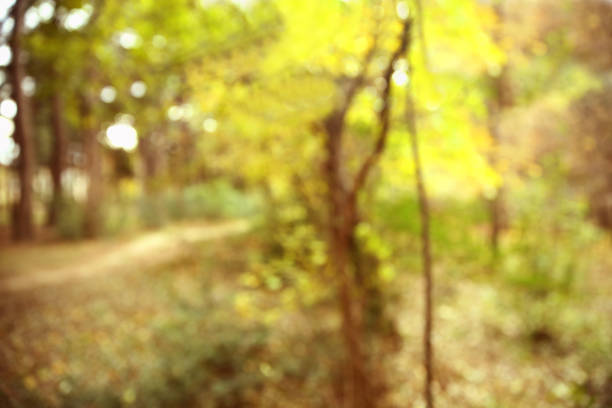 istock Autumn texture and background in the woods 1068758226
