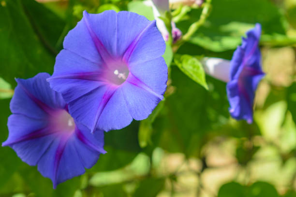 istock Ipomoea purpurea (Purple morning glory) flower, shallow depth 1068758308