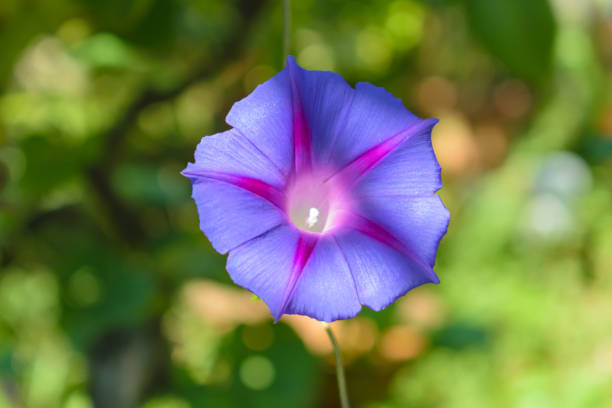 istock Ipomoea purpurea (Purple morning glory) flower, shallow depth 1068758790
