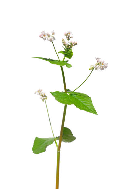 메 (fagopyrum esculentum) - buckwheat 뉴스 사진 이미지