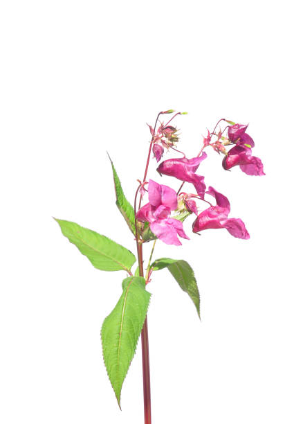 Himalayan balsam (Impatiens glandulifera) Himalayan balsam (Impatiens glandulifera) ornamental jewelweed stock pictures, royalty-free photos & images