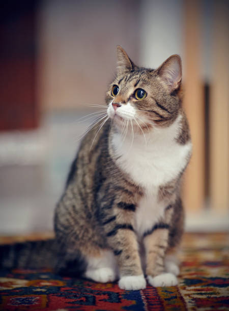 istock The striped cat with white paws, sits on a carpet. 1068762784