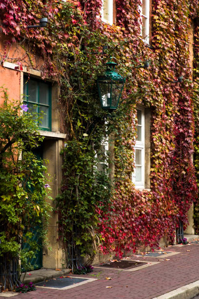 istock Autumn ivy leaves 1068763652