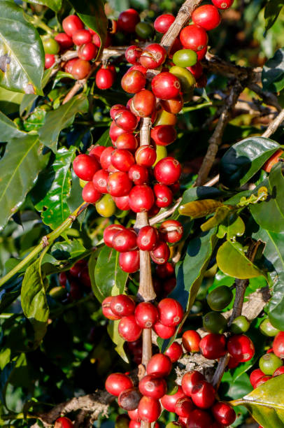 istock Coffee been on tree in cafe plantation 1068764034