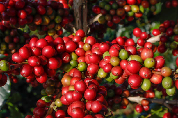 istock Coffee been on tree in cafe plantation 1068764282