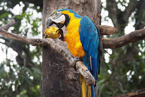 istock Blue and Yellow Macaw eating on a tree 1068764518