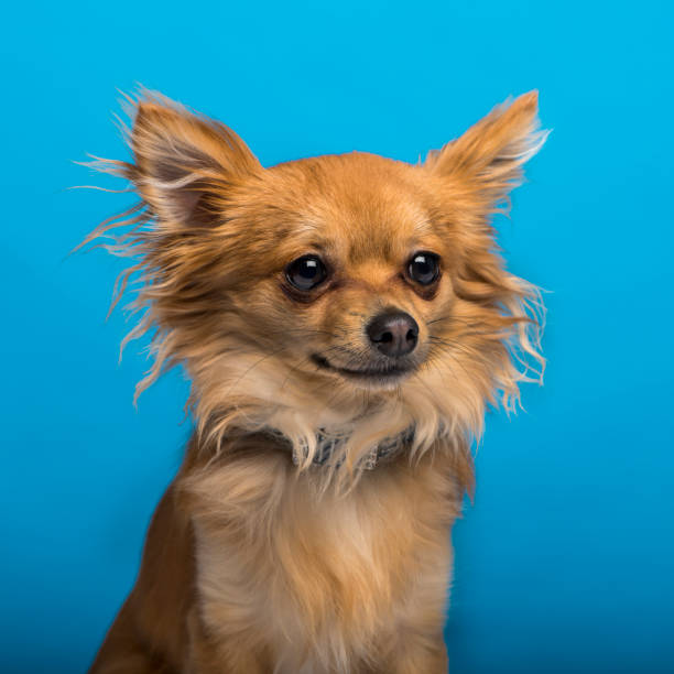 istock Chihuahua, headshot, blue background 1068764634