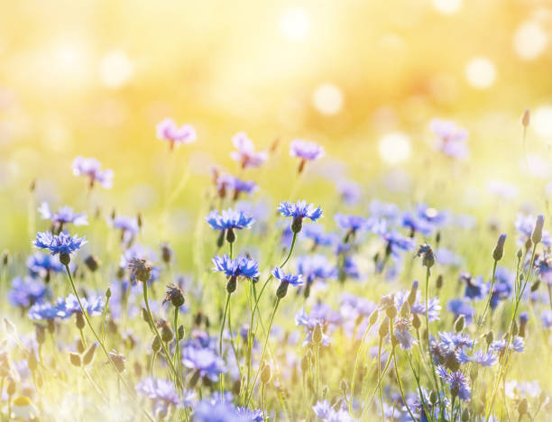 istock Cornflower flowers in the field 1068765886