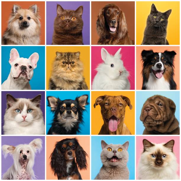 composición de la cabeza de perros y gatos - mascota fotos fotografías e imágenes de stock
