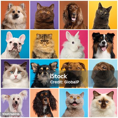 istock Composition of Dogs and Cats head 1068766036