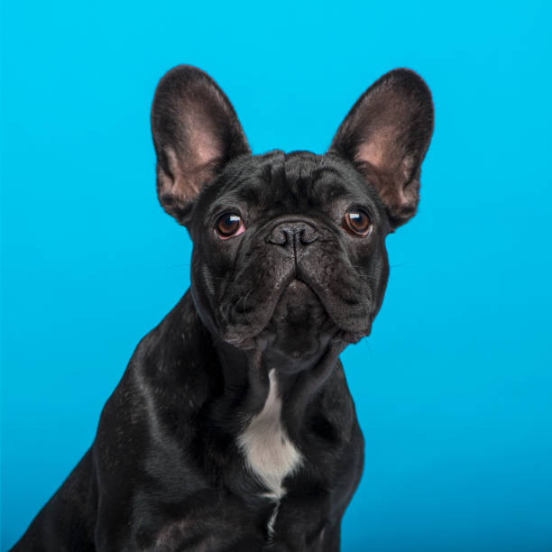 istock French Bulldog puppy (3 months old), headshot, blue background 1068766094