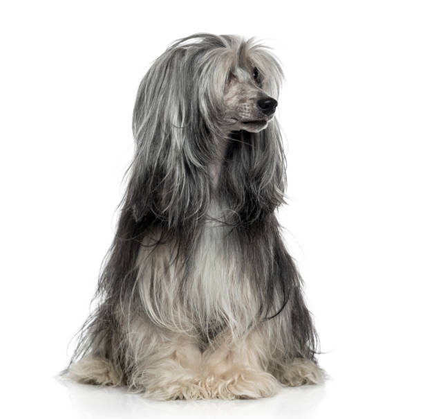 istock Powderpuff Chinese crested dog 1068766228