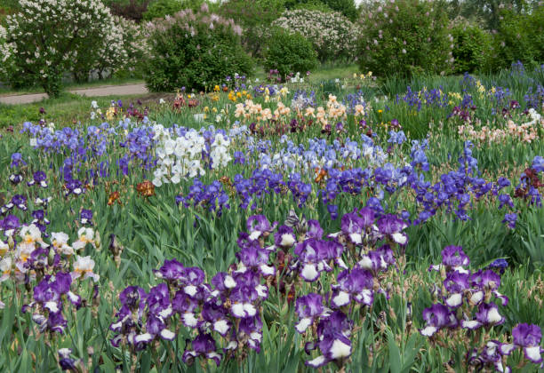 istock meadow with flowering plants 1068766296