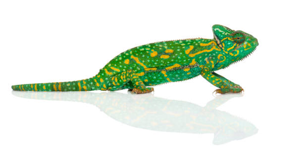 istock Yemen chameleon - Chamaeleo calyptratus - isolated on white 1068767010