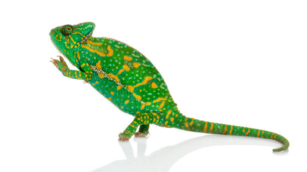istock Yemen chameleon on hind legs - Chamaeleo calyptratus - isolated on white 1068767014