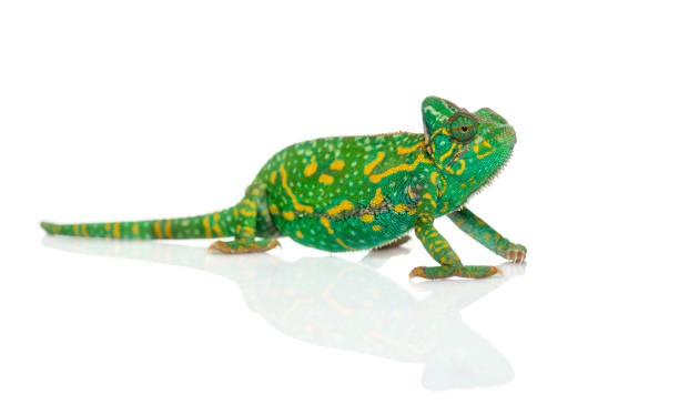 istock Yemen chameleon - Chamaeleo calyptratus - isolated on white 1068767052