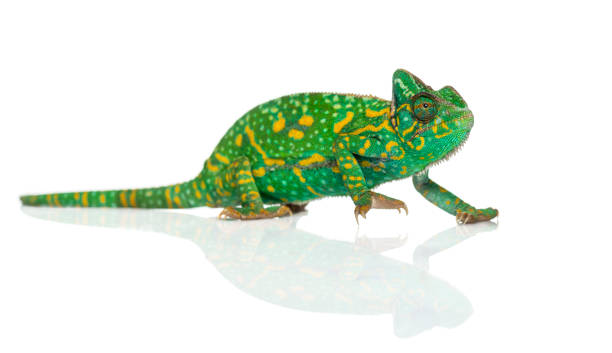 istock Yemen chameleon - Chamaeleo calyptratus - isolated on white 1068767062
