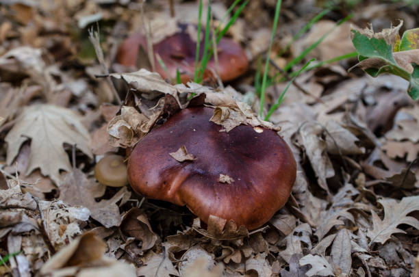 Mushrooms in an autumn forest in a cloudy day