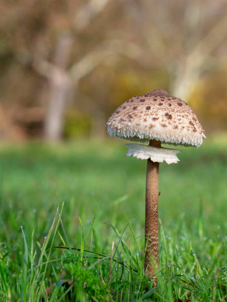 istock Parasol Mushroom, Macrolepiota procera, growing in field. 1068767732
