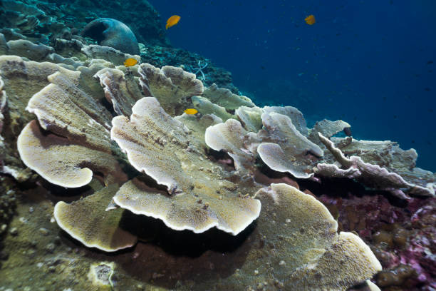 istock Underwater vulnerable species Maze coral (Montipora) reef 1068768834
