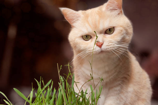 istock Beautiful cream tabby cat is eating grass, on a brown background 1068770084