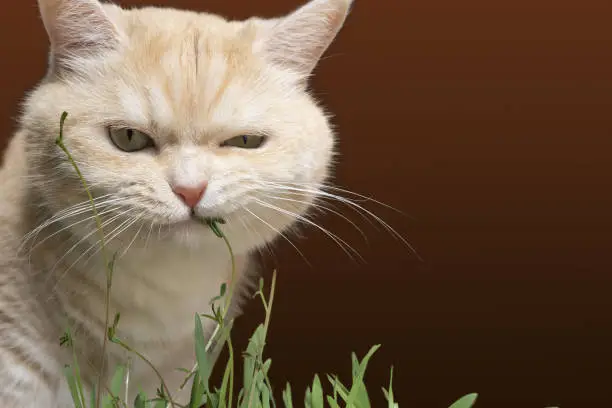Beautiful cream tabby cat is eating grass, on a brown background