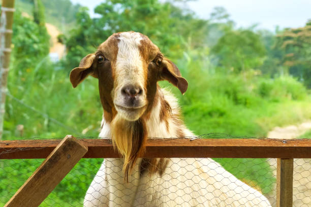 Boer goat stock photo