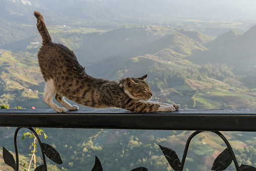 cat stretching on iron railing with nice landscape backround