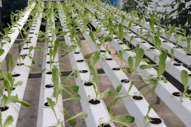 istock Hydroponics vegetable in green house 1068773098