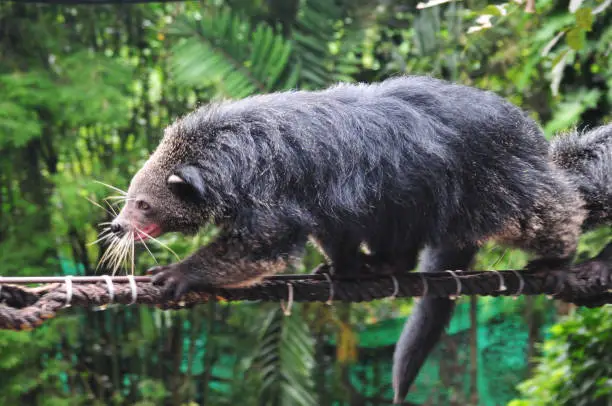 Close up  Binturong or Bearcat (Binturong or Arctictis Binturong ) climbing on the rope