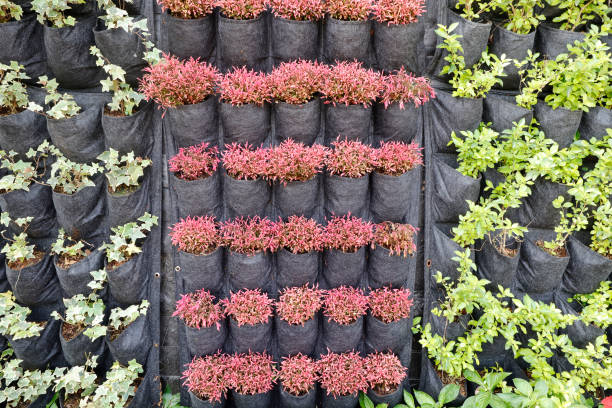 istock Hydroponics vegetable in green house 1068773524