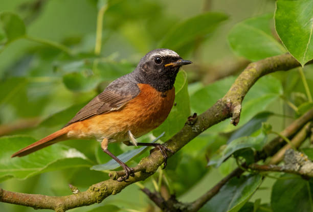 Male common redstart perching on a branch Male common redstart (Phoenicurus phoenicurus) perching on a twig of an pear tree. male common redstart phoenicurus phoenicurus stock pictures, royalty-free photos & images