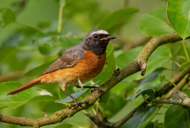 mężczyzna wspólny redstart siedzący na gałęzi - phoenicurus zdjęcia i obrazy z banku zdjęć