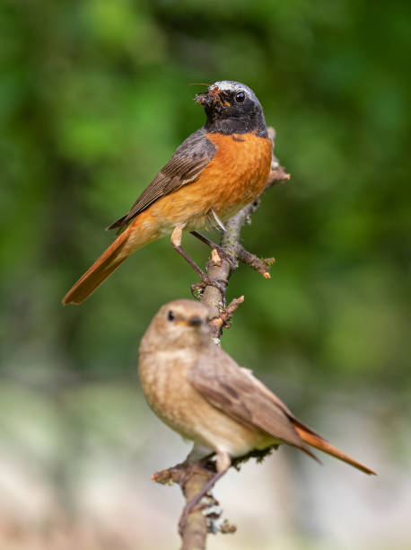 istock Pair of common redstarts perching on a twig 1068773668