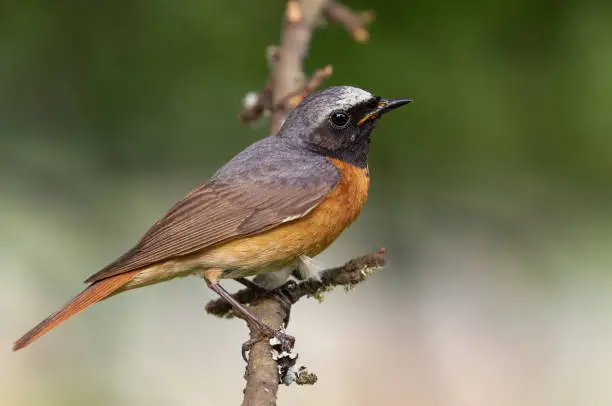 Male common redstart (Phoenicurus phoenicurus) perching on a twig of an apple tree.