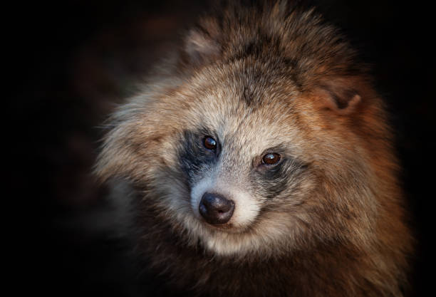 портрет енотовидной собаки - raccoon dog стоковые фото и изображения