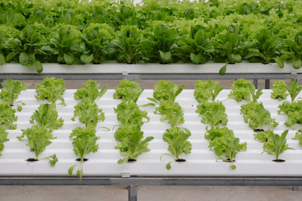 istock Hydroponics vegetable in green house 1068773988