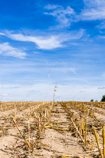 istock Harvested maize field, stubble field after harvest with a single standing maize plant 1068776038
