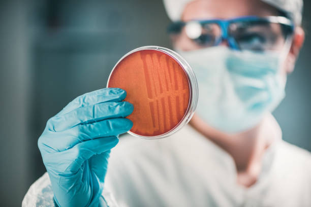 microbiologo che ispeziona la piastra di petri, osservando la crescita dei batteri - mrsa infectious disease bacterium science foto e immagini stock