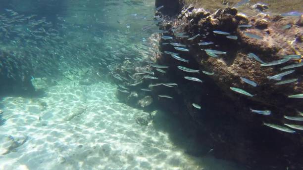 istock Underwater over coral in shallow tropical seas 1068778304