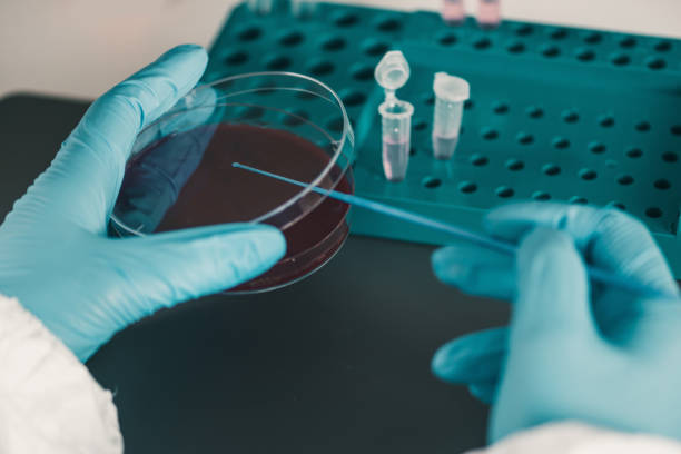 istock Microbiologist inoculating agar in a petri dish 1068778494