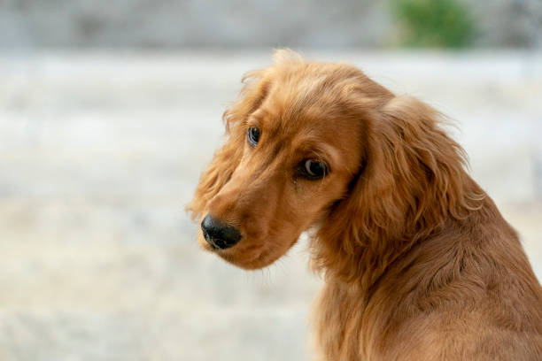 istock puppy dog cocker spaniel portrait looking at you 1068780536