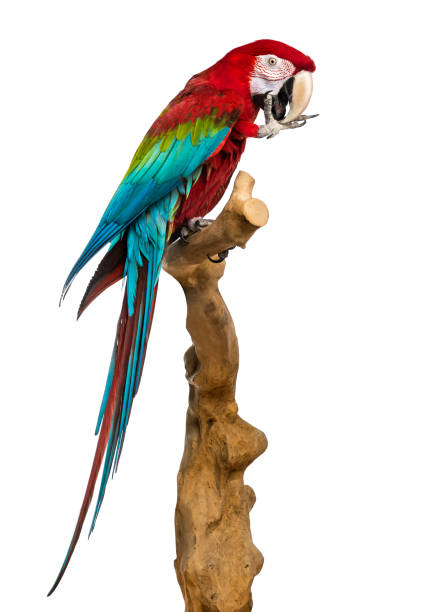 istock Red-and-green macaw perched on a branch and cleaning itself, isolated on white 1068780700
