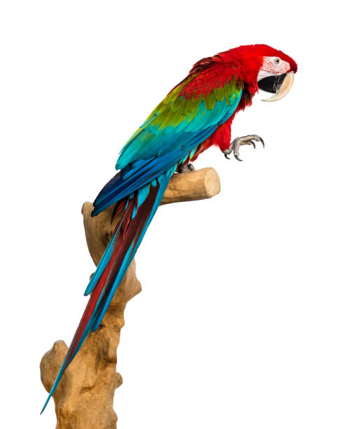 istock Red-and-green macaw perched on a branch, isolated on white 1068780712
