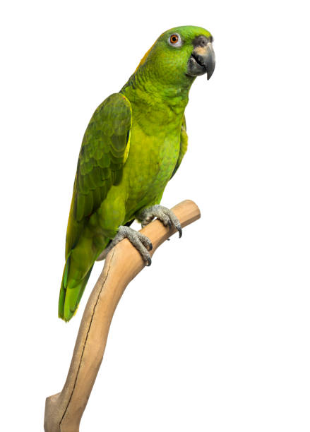 istock Yellow-naped parrot (6 years old) perched on a branch, isolated on white 1068781082